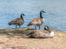 Predator Impact uses several methods of goose removal