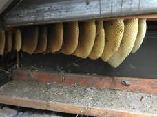 Predator Impact can also remove colonies of honeybees that have made your home their hive